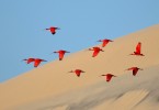 «Полёт красного ибиса» Джонатана Жаго, Франция