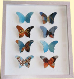 Засушенные бабочки в рамке