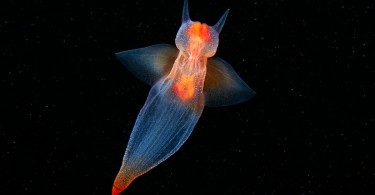 Обитатели морских глубин из фотоколлекции Александра Семёнова