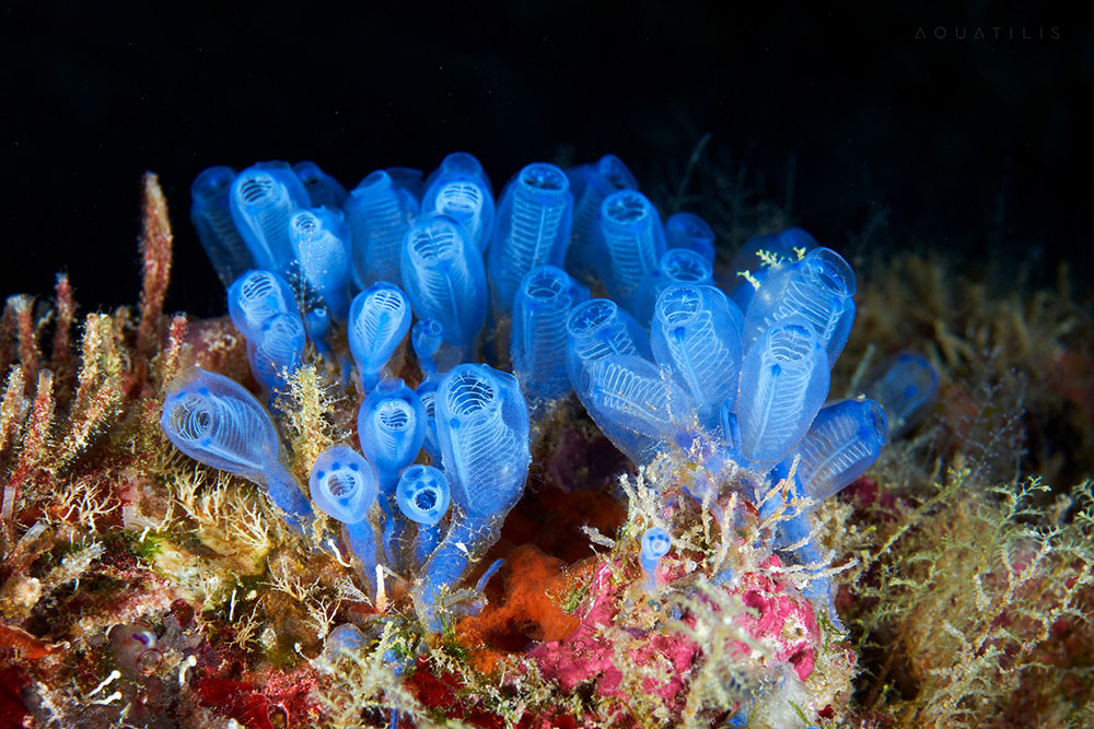 Александр Семёнов: подводные фотографии удивительных морских существ