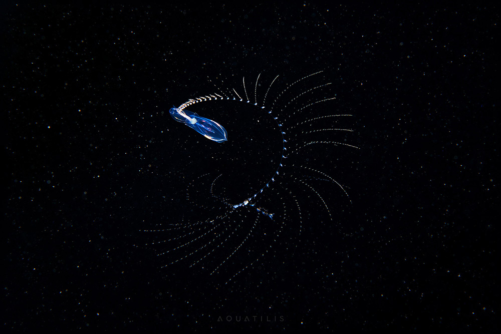 Александр Семёнов: подводные фотографии удивительных морских существ