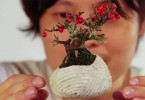Воздушный бонсай: инновационный способ выращивания миниатюрных деревьев