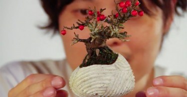 Воздушный бонсай: инновационный способ выращивания миниатюрных деревьев