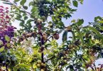 Необычный проект художника Сэма Ван Акена: плодовый сад на одном дереве