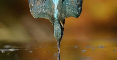 Ныряющий зимородок на уникальном снимке от Алана МакФадина