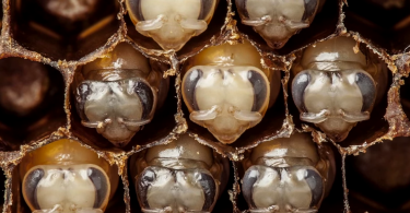 anand-varma-01.jpgАнанд Варма: видео из жизни пчёл