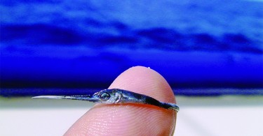 Малёк рыбы-меч на фото от морского биолога Хуана С. Левеске