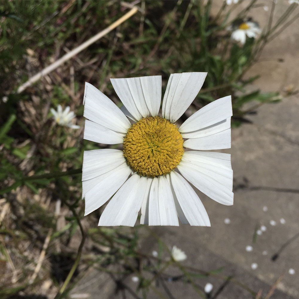 Баку Маэда: квадратные цветы и другие растения в коллекции цифровых изображений