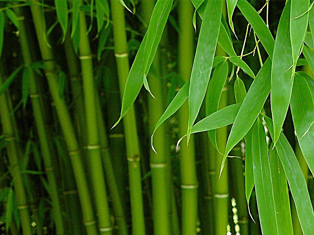 Зеленое растения бамбук
