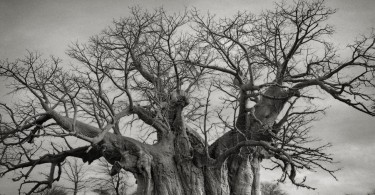 Бет Мун: вековые деревья мира на роскошных чёрно-белых снимках