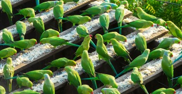 «Birdman»: ежедневная трапеза попугаев в Ченнае
