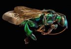 Левон Бисс: макрофотографии насекомых с невероятной детализацией