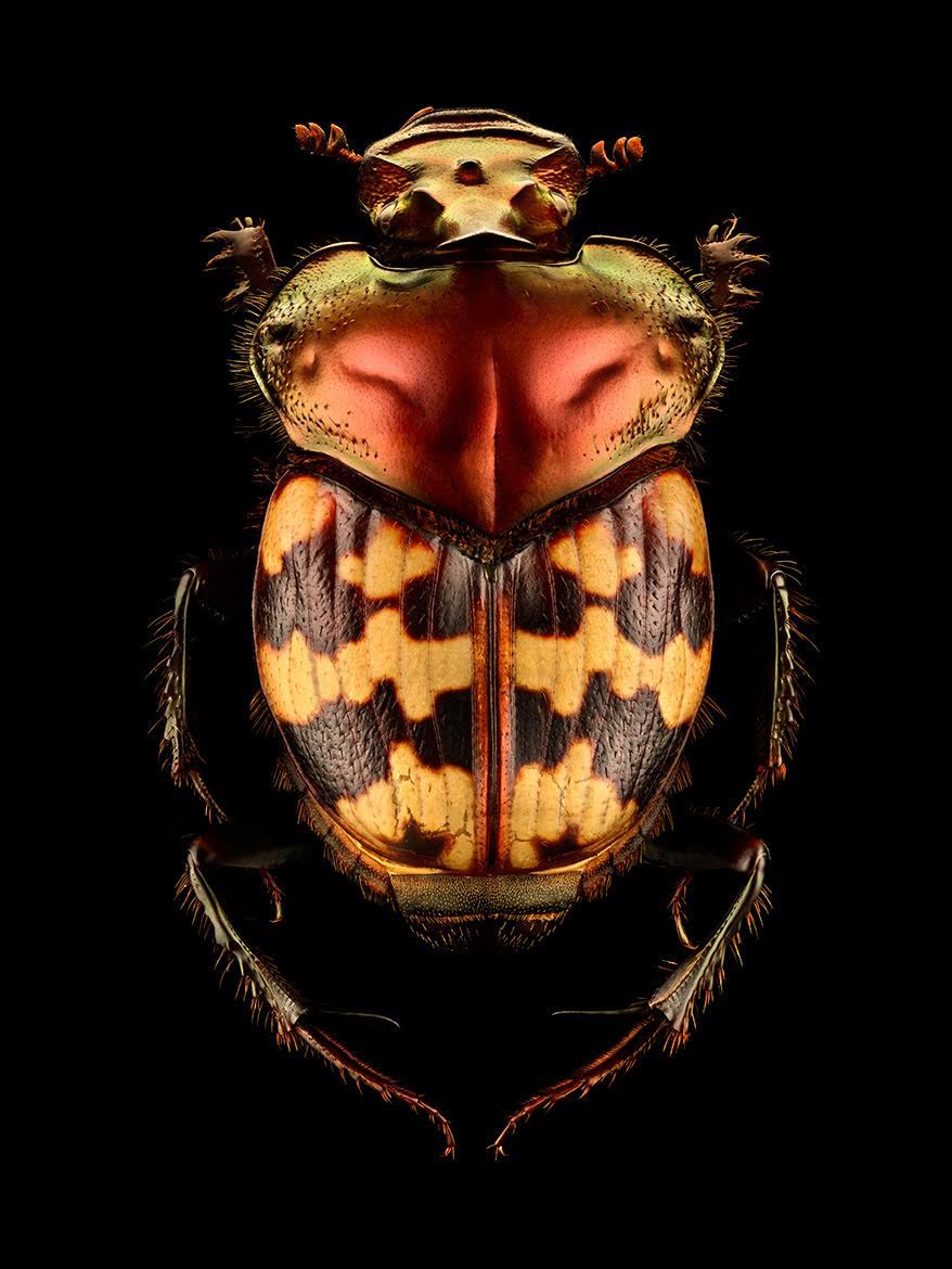 Левон Бисс: макрофотографии насекомых с невероятной детализацией