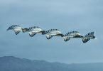 Пути птиц на небе в фотопроекте Ornitographies от Хави Боу