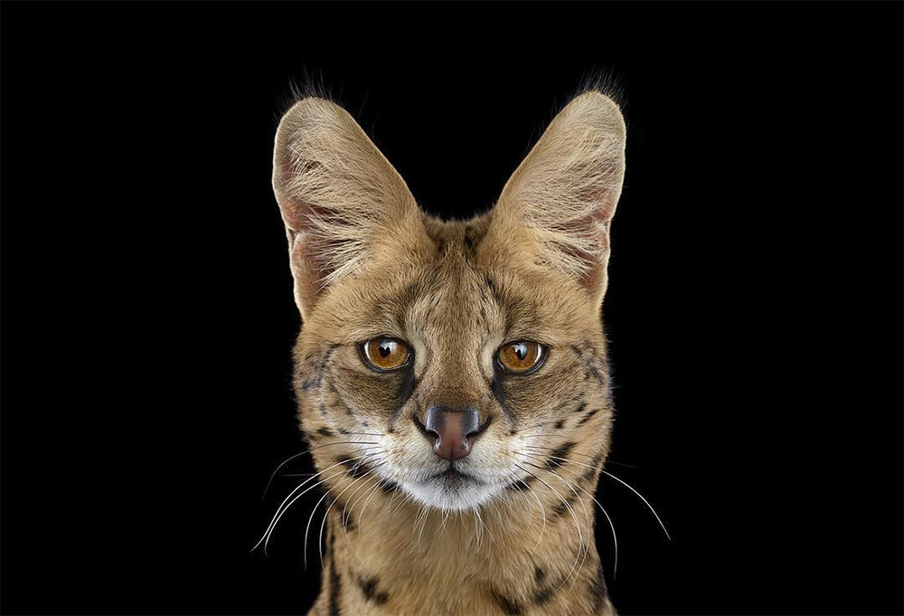 Брэд Уилсон: впечатляющие фотографии диких животных из серии Affinity