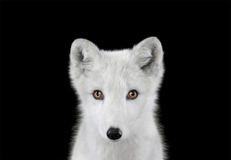 Брэд Уилсон: впечатляющие фотографии диких животных из серии Affinity