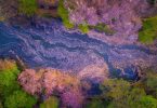 Цветение сакуры: узоры из нежных лепестков на фотографиях от Данило Данго