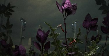 Даниэль Шипп: сорные растения в фотографической серии «Ботаническое исследование»