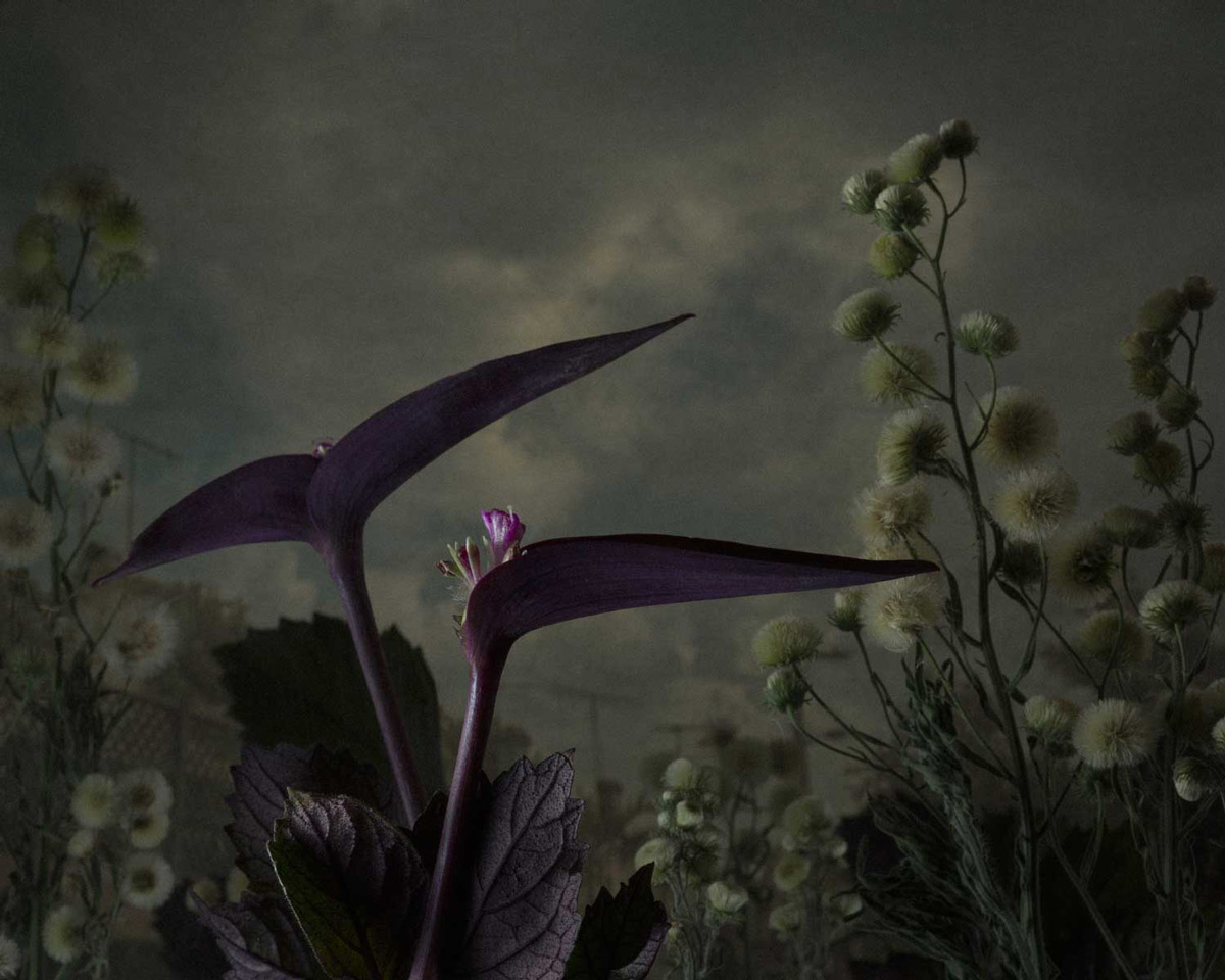 Даниэль Шипп: сорные растения в фотографической серии «Ботаническое исследование»