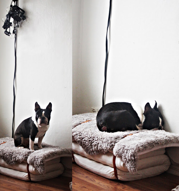 Лежанка для собаки своими руками поэтапно: готовые выкройки и мастер-класс по пошиву (100 фото)