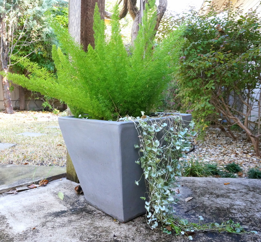Цветочный вазон с зелёным растением во внутреннем дворе дома