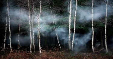 Волшебный мир британских лесов на фотографиях от Элли Дэвис