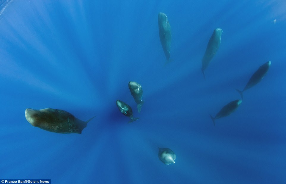 Тайны океанской фауны: спящие кашалоты в фотографиях Франко Банфи