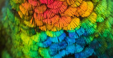 Джесс Финдли: сенсационное фото колибри с рубиновым горлышком