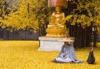 Золотой ковёр из листьев гинкго в монастыре Гу Гуаньинь