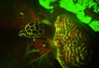 Дэвид Грубер: кадр видеосъёмки светящейся черепахи
