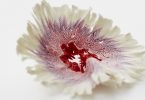 Изящные бумажные цветы от Харуки Мисавы: неожиданное применение точилки для карандашей