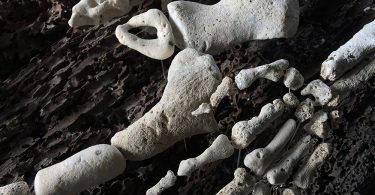 Необычные паззлы Грегори Халили: сложить человеческий скелет из морских кораллов