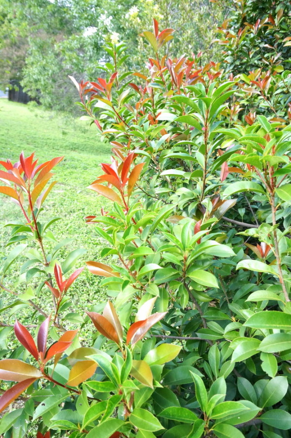 Красно-зелёная листва садовой растительности