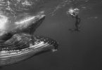 Джем Крессуэлл: подводная съёмка огромных и нежных горбатых китов