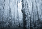 Зимняя сказка чешского леса на фотографиях Яна Байнара
