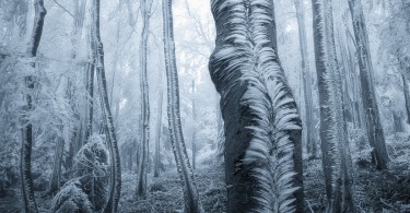Зимняя сказка чешского леса на фотографиях Яна Байнара