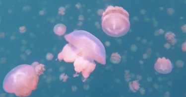 Миграция медуз в озере в Палау