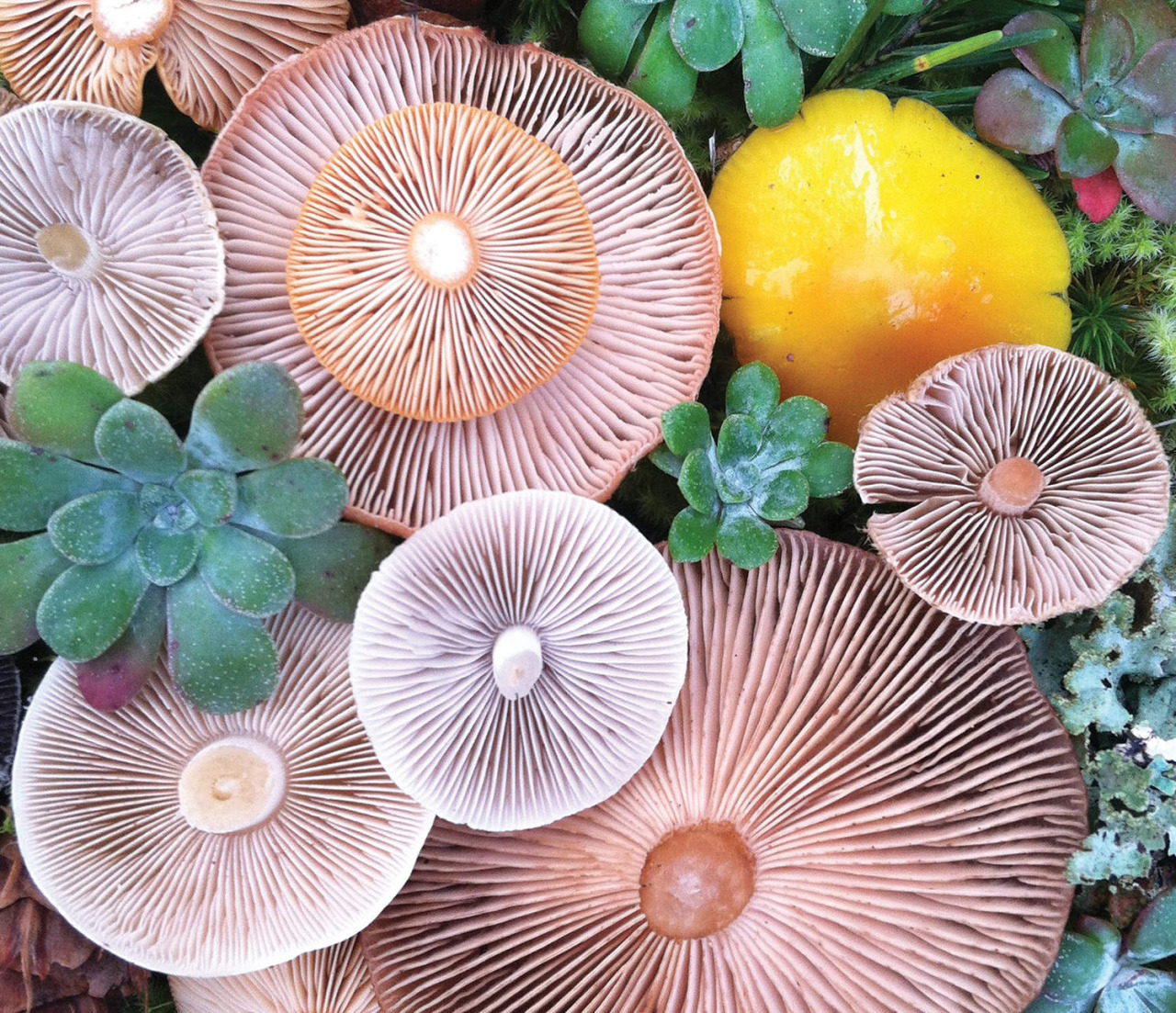 Джилл Блисс: цветные грибы из фотосерии «Природная мозаика»