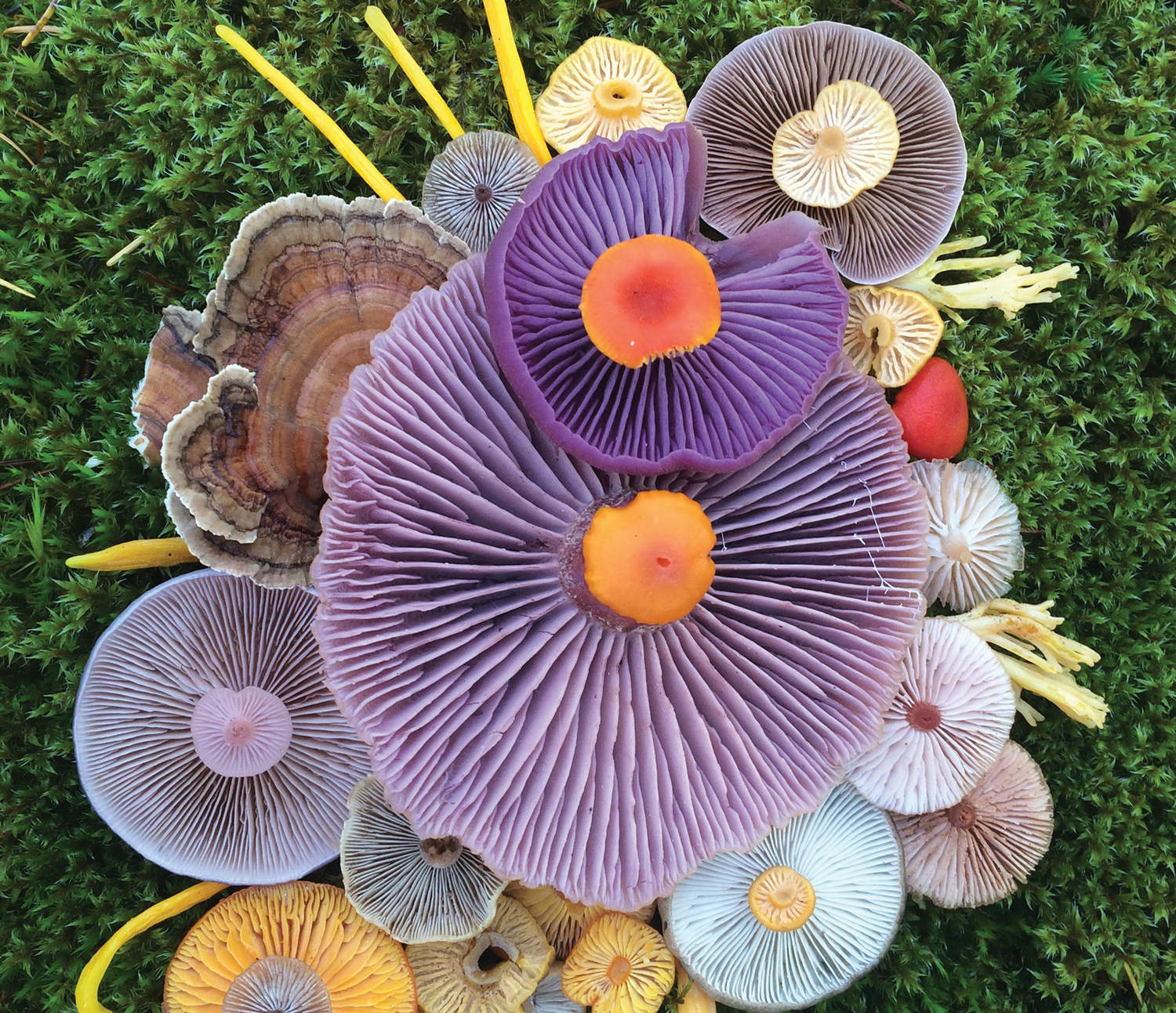 Джилл Блисс: цветные грибы из фотосерии «Природная мозаика»
