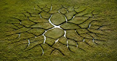 Мировое дерево: потрясающая ленд-арт инсталляция Кристиана Балога