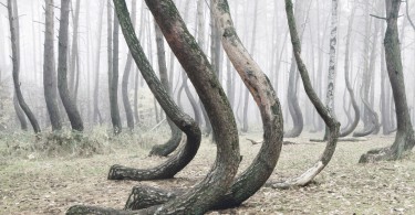 Тайна Кривого леса на фотографиях Килиана Шёнбергера