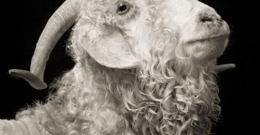 Домашние животные в чёрно-белых фотопортретах от Кевина Хорана