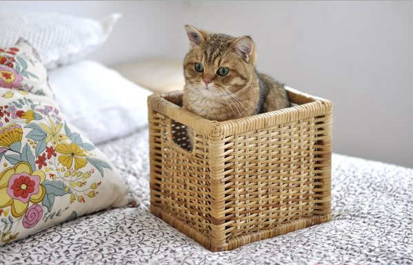 Кошка в плетенной корзине в интерьере