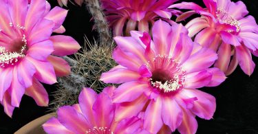 Цветение кактусов в покадровой съёмке от Грега Крехеля