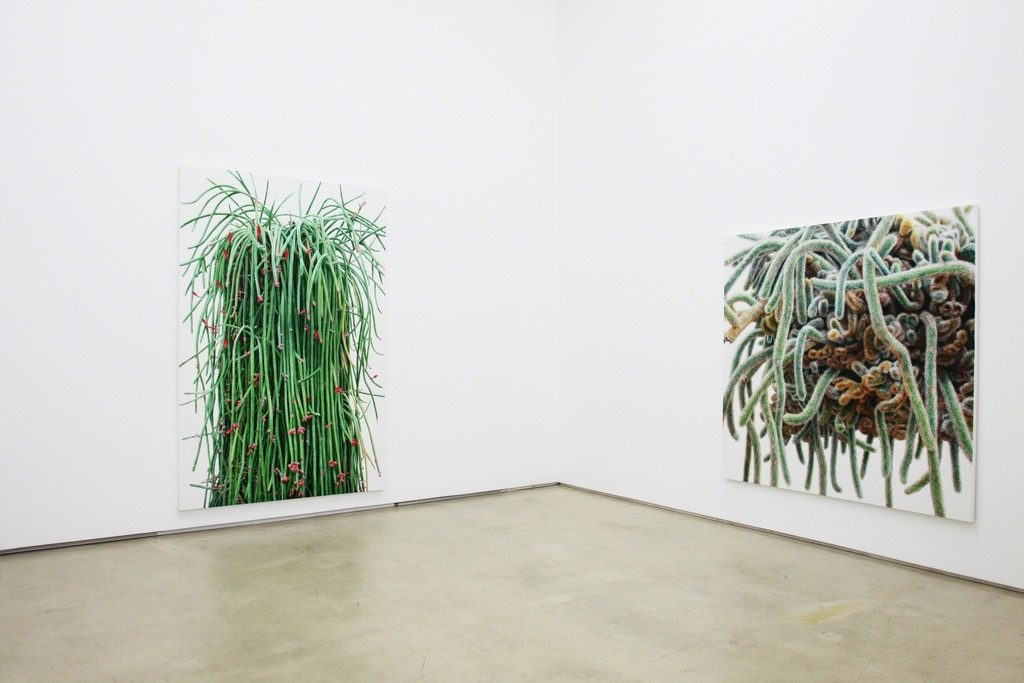Гиперреалистичные картины Ли Кван-Хо: серия картин «Кактусы»
