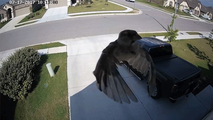 Стробоскопический эффект: застывшая птица в фокусе объектива камеры наблюдения