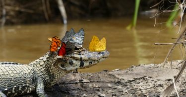 Бабочки и кайман: редкий кадр дикой природы Амазонии от Марка Коуэна