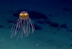 NOAA: новый вид медуз обнаружен на огромной глубине в Марианской впадине