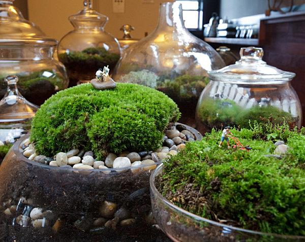 Зеленые растения и декоративные камни