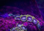 Коралловые цвета: таймлапс-ролик от студии myLapse